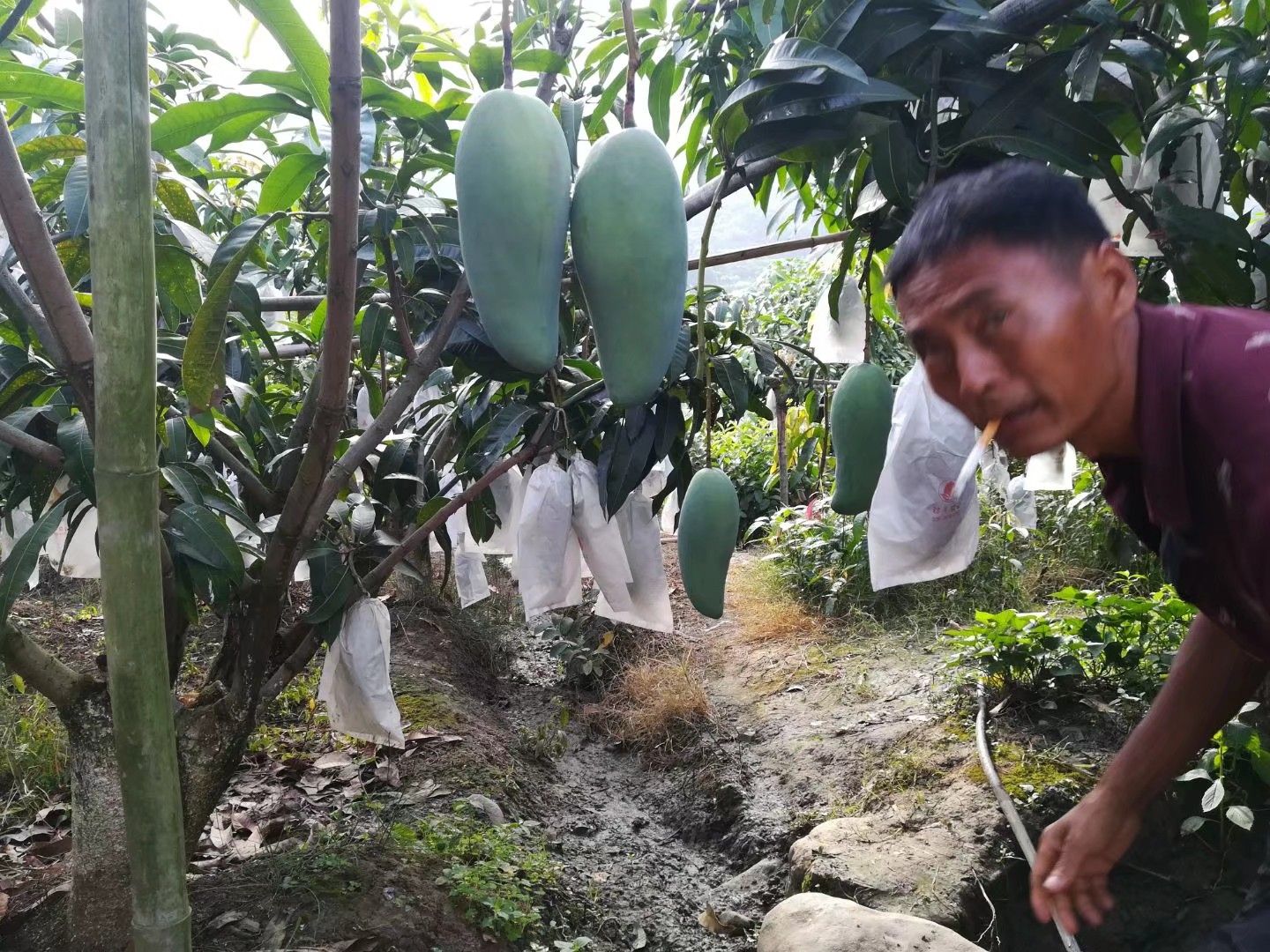 攀枝花金煌芒果 大青芒 支持一件代发  整车出货