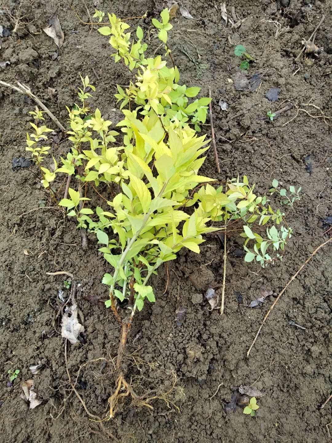  江苏省工程绿篱金焰绣线菊金山绣线菊海量供应