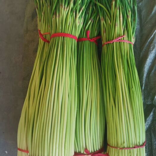 丰县红帽蒜苔 50~60cm