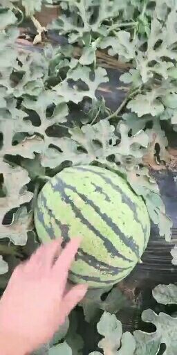 喀什市无籽西瓜，又好看又甜