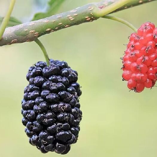 夏津县大果桑 夏季大桑椹新鲜口感很好