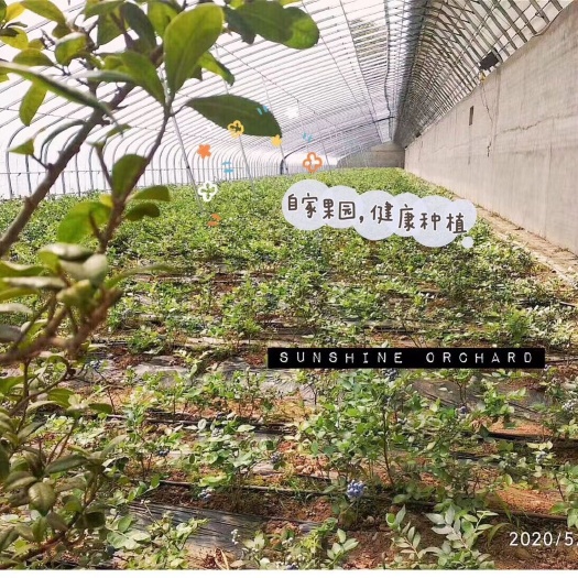 丹东 蓝莓苗