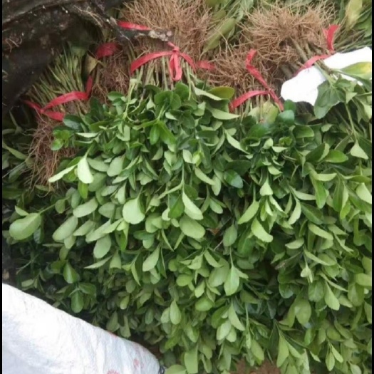 卫矛苗，卫矛床苗优质扦插小苗，根系发达，成活率高15-20