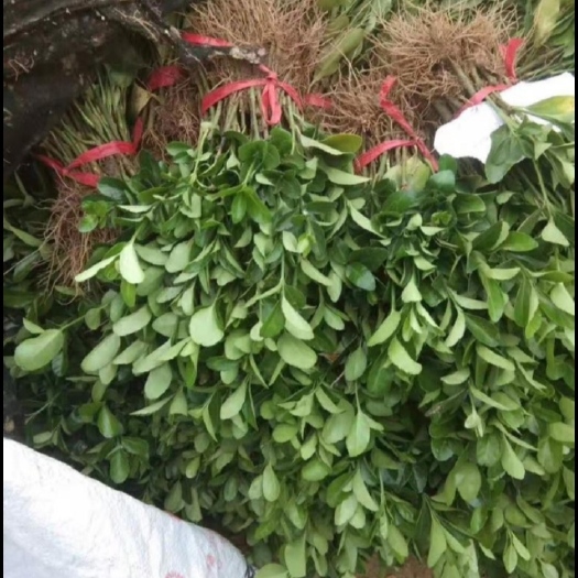 沭阳县卫矛苗，卫矛床苗优质扦插小苗，根系发达，成活率高15-20