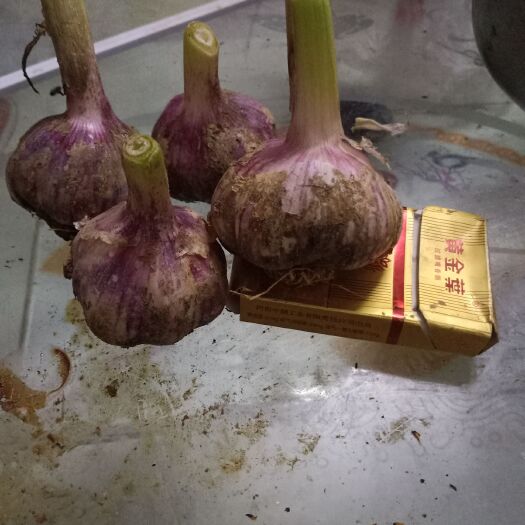 开封 红皮大蒜