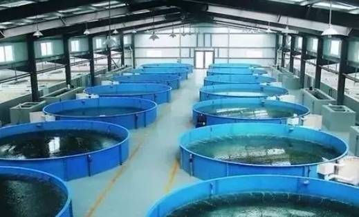 都江堰市水产养殖网箱 工厂化养殖虾，循环水养殖