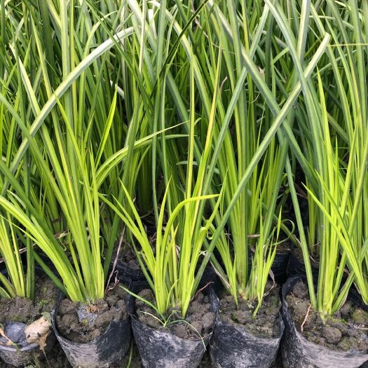 成都石菖蒲苗  石菖蒲便宜处理了