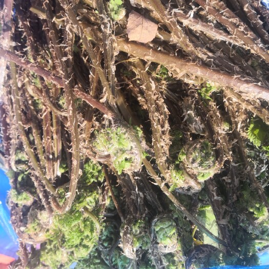 蛟河市 水蕨菜  牛毛广  广东菜  有需要的联系我