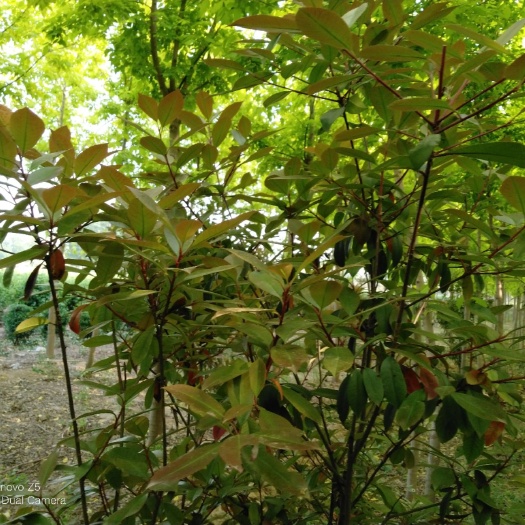 封丘县 红叶石楠，复叶槭