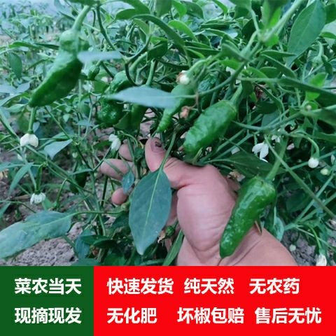 江西余干枫树辣椒 菜农自种   现摘现发
