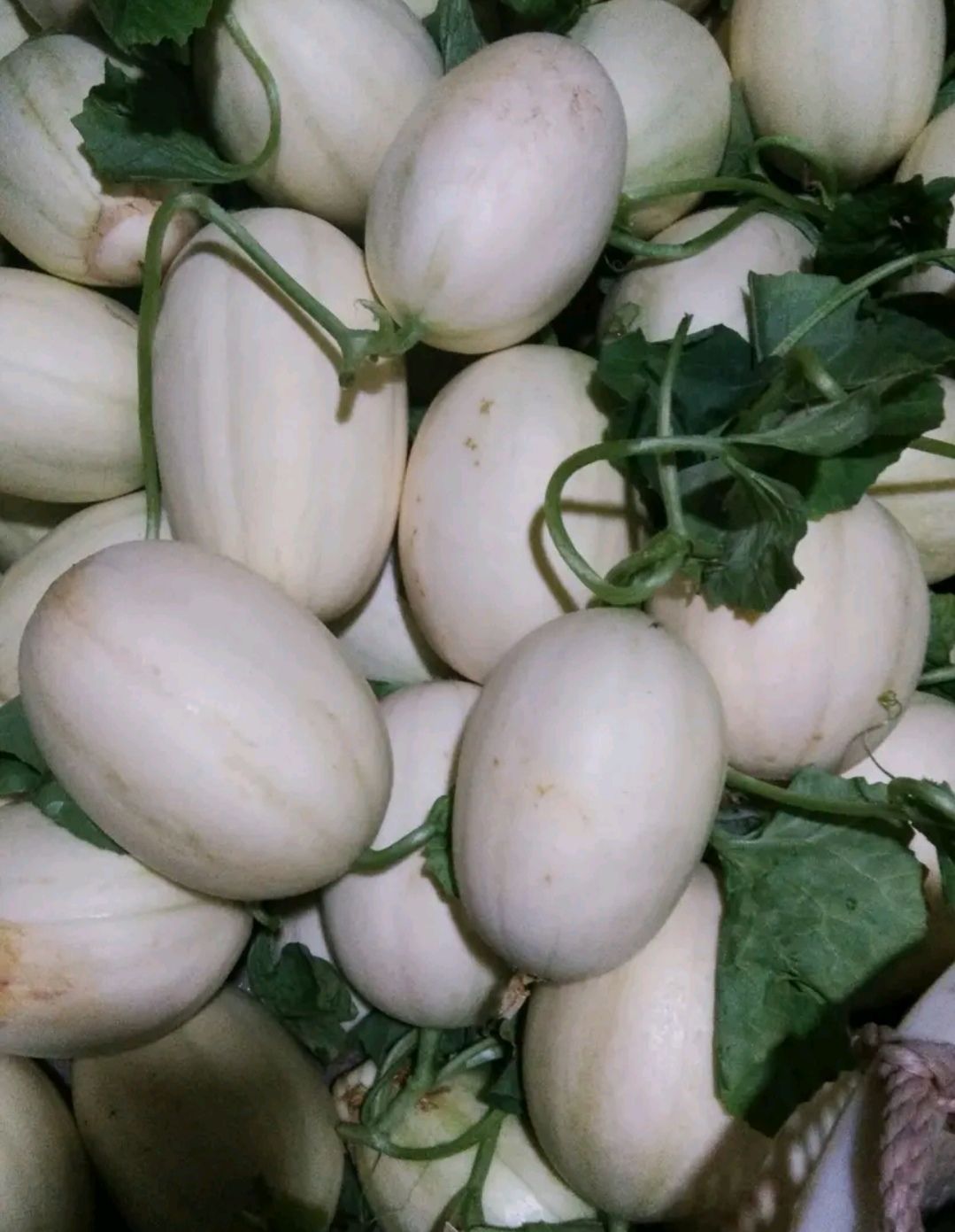  脆梨甜瓜，红玉甜瓜大量成熟，价格便宜，口感脆甜，可发全国