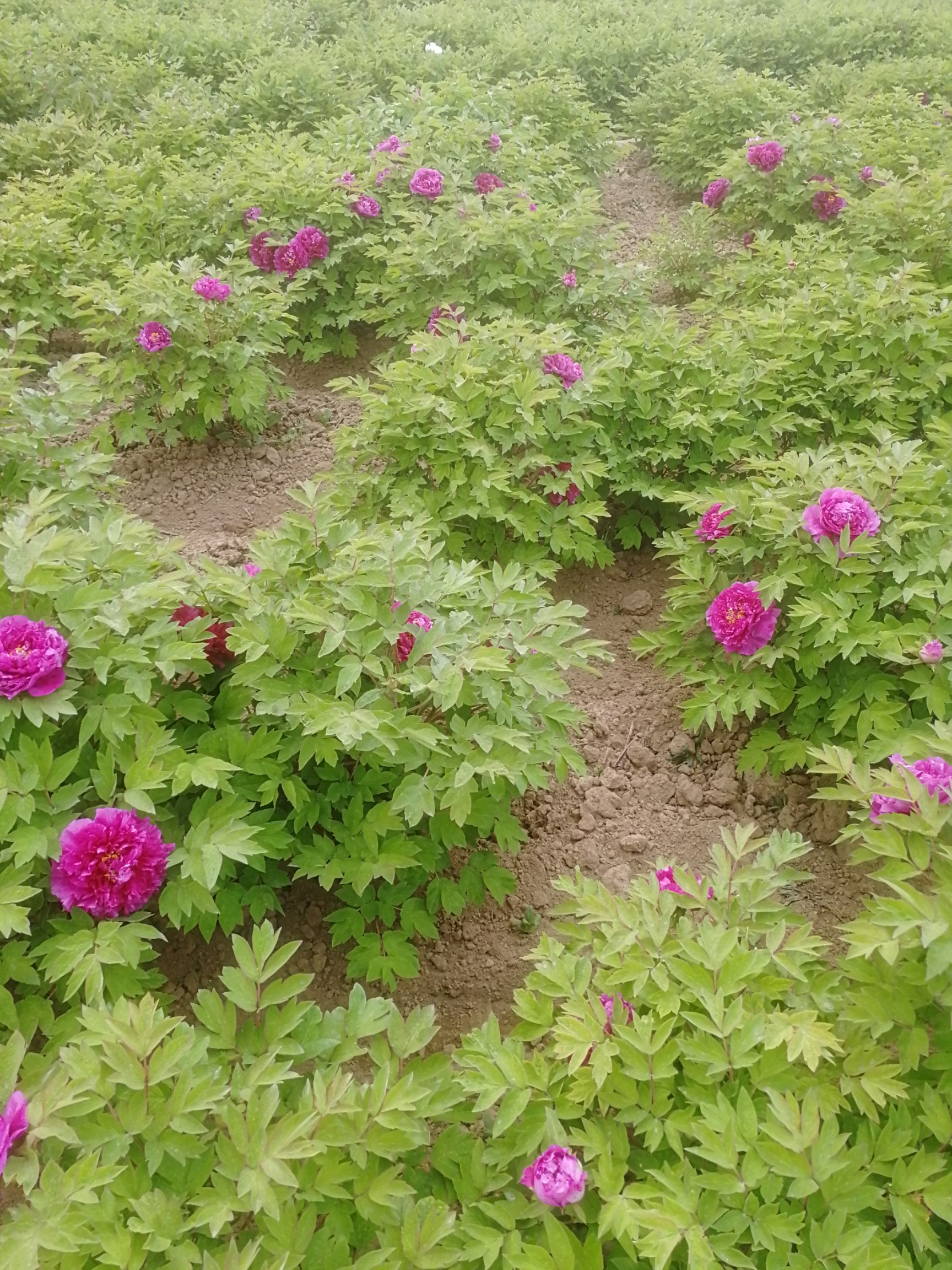  百亩牡丹种植基地，三十年种植经验     3年苗包活包开花