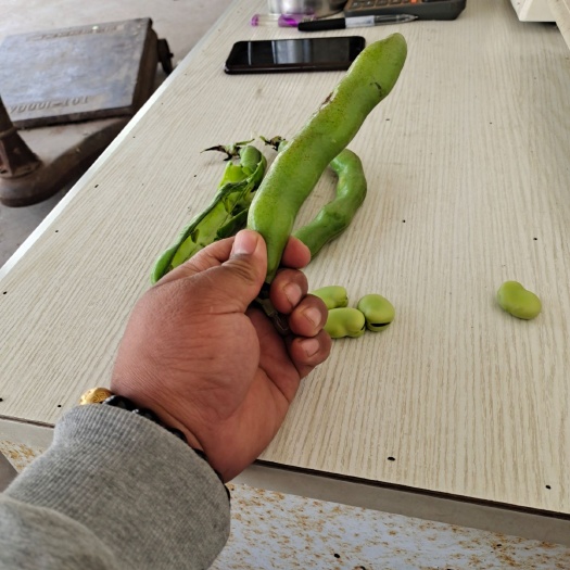 盐城 蚕豆已经大量上市
