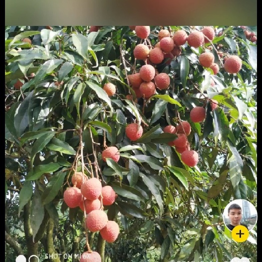 钦州 荔枝之乡，黑叶各种品种都有