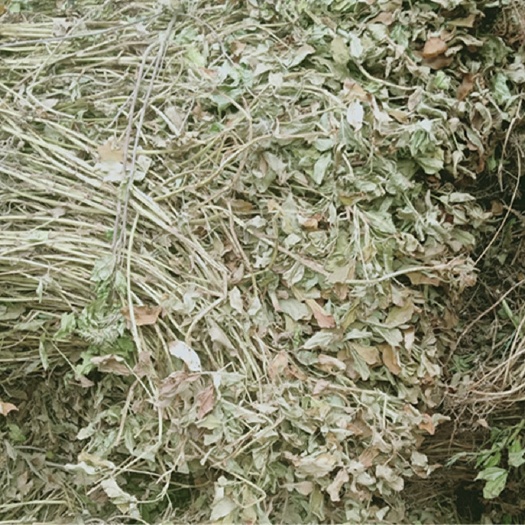 诸城市花生秧  牛羊草料花生芽青储饲料