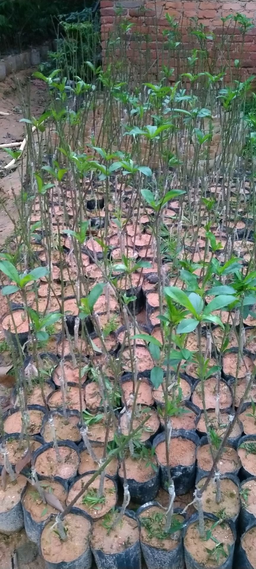 水蜜桃苗  水蜜桃营养丰富