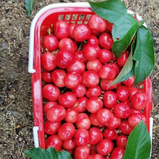 平邑县 山东大樱桃（红灯.美早）货源充足 价格优惠 品质保证顺丰包邮