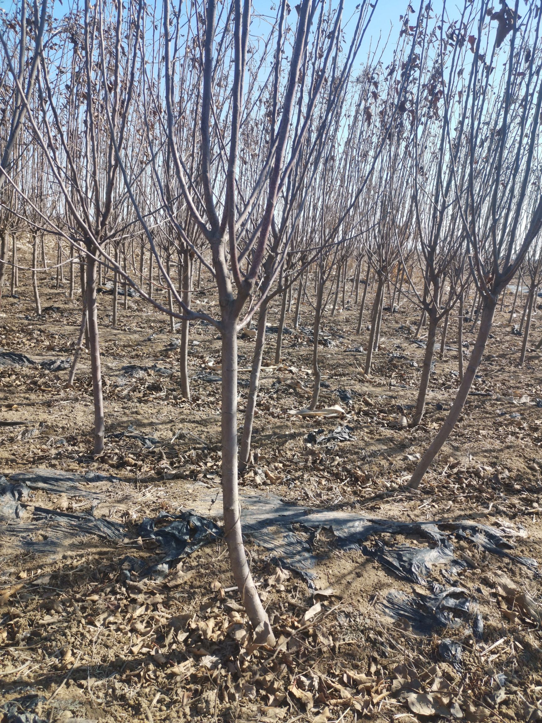 苹果树苗  苹果苗，包技术指导，成活率高，可签订合同
