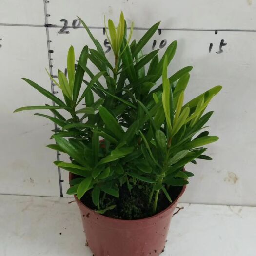 漳平市 罗汉松小盆栽