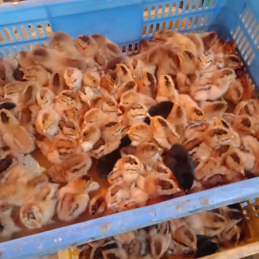南宁土杂鸡苗 统货