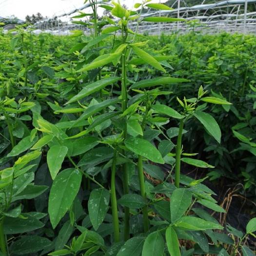 容县海南树仔菜（天绿香）益肝菜
