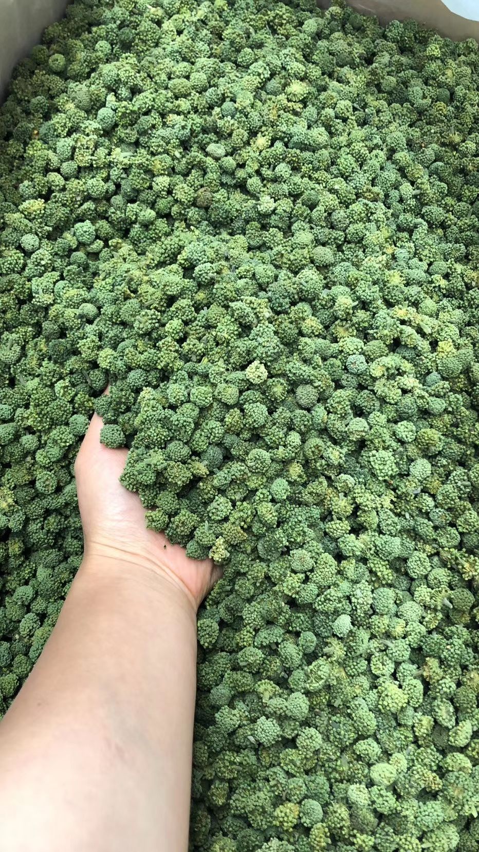  云南文山三七花