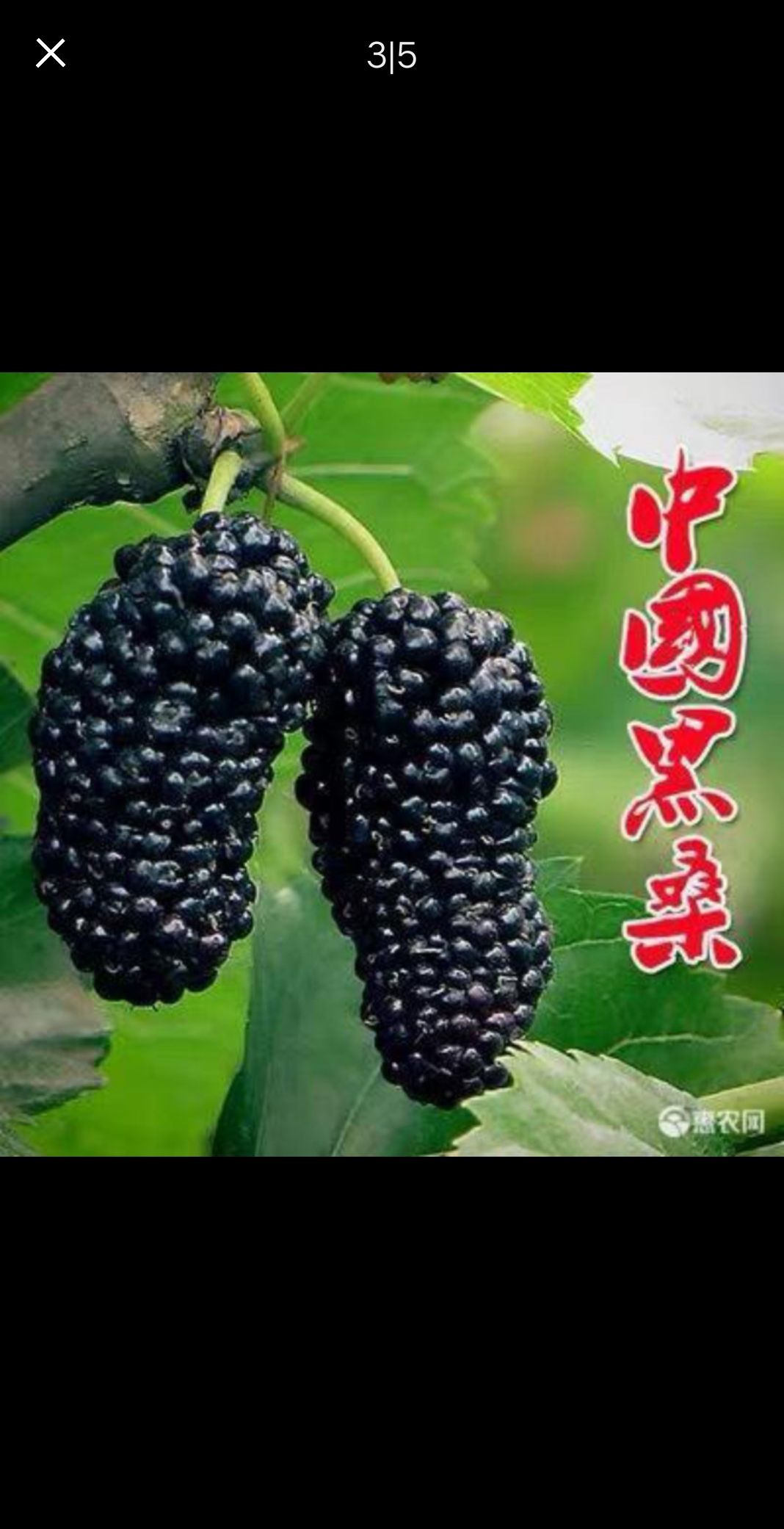  桑树苗桑葚树苗嫁接长果桑地栽南北方种植盆栽当年结果中国黑桑