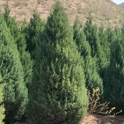 定州市塔柏树苗 一级塔快三米高