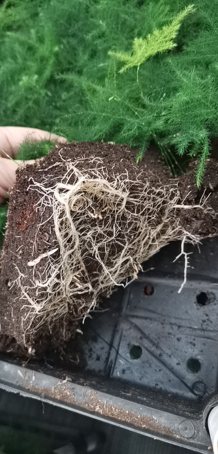  文竹苗 观叶植物蓬莱松平筛苗
