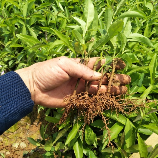 双色茉莉花