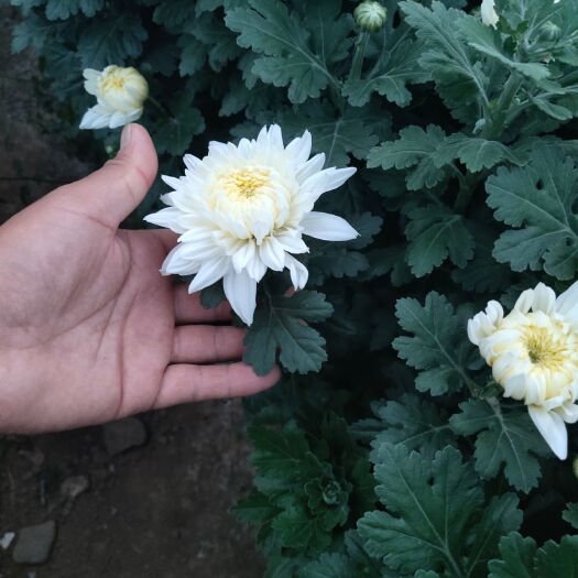 新沂市黄白菊  白菊，什么质量都有哦