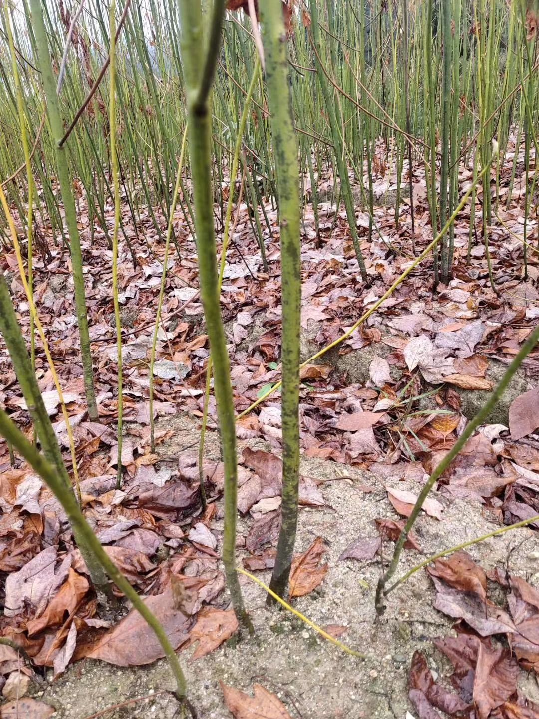 檫木苗 檫木小苗，一年生檫木小苗，1公分檫木小苗