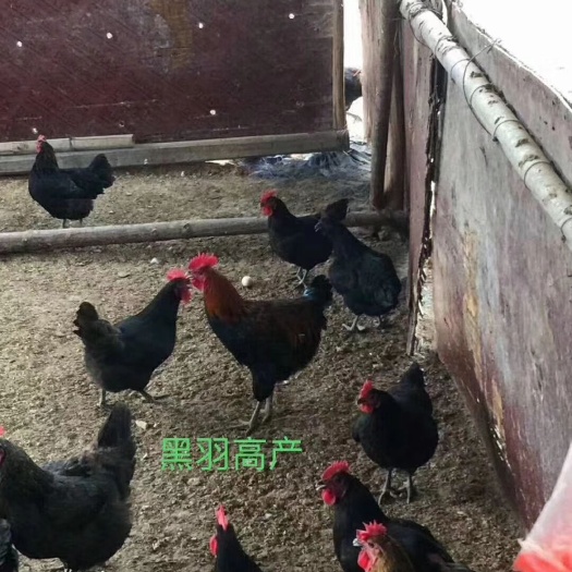 衡阳肉鸡苗  黑羽高产绿壳蛋鸡苗 包运输包马立克疫苗