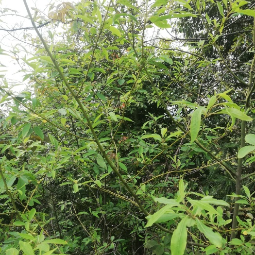 全南县山胡椒 山姜子，山楜椒