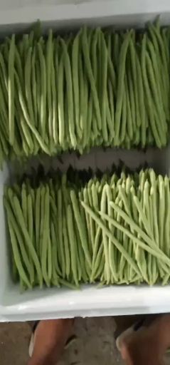 昌宁县紫花四季豆  质量上乘，货量充足，全年有货