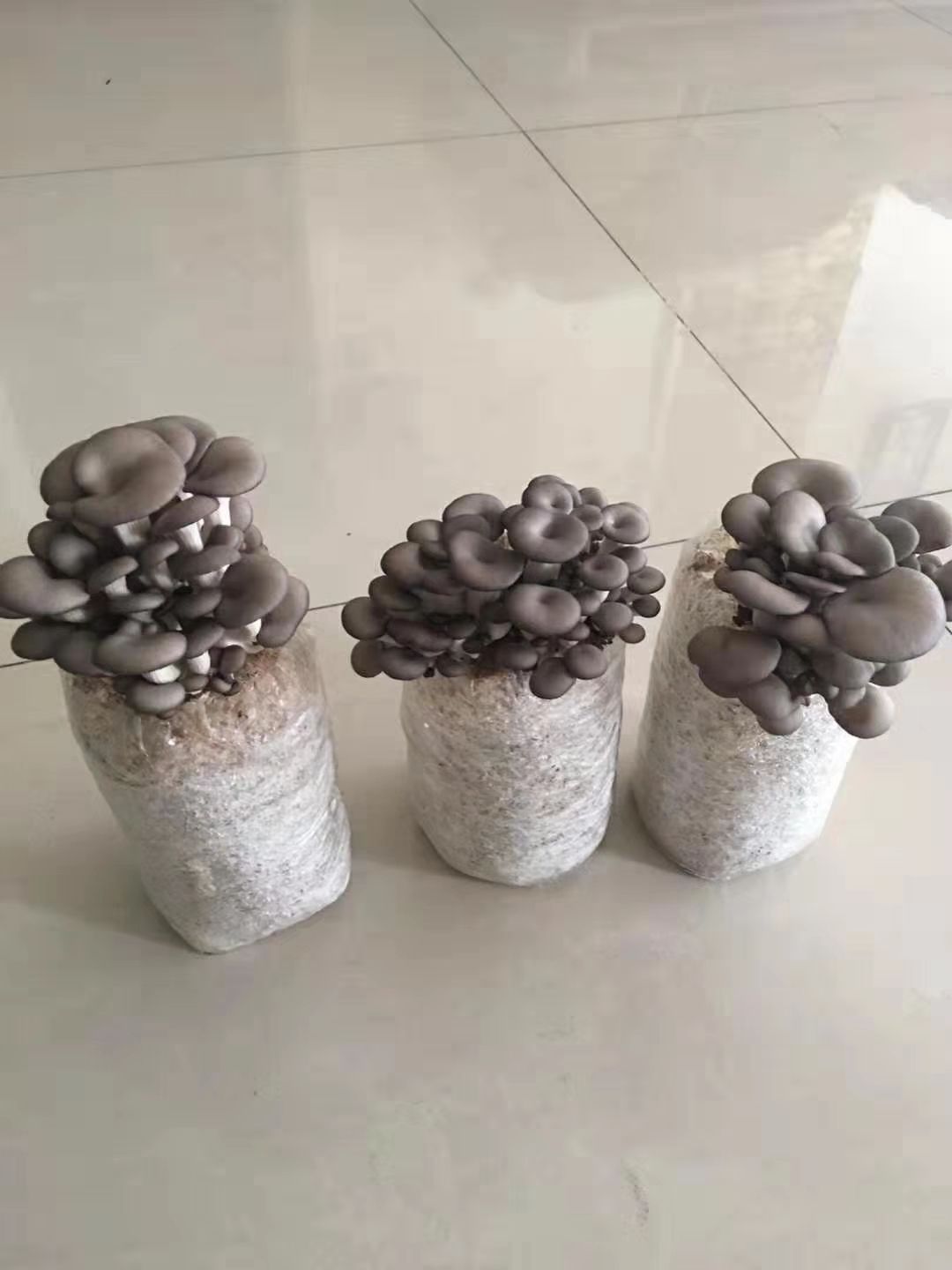  家庭种植灰平菇菌种