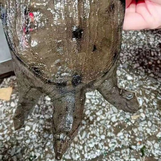监利市 湖北潜江小龙虾