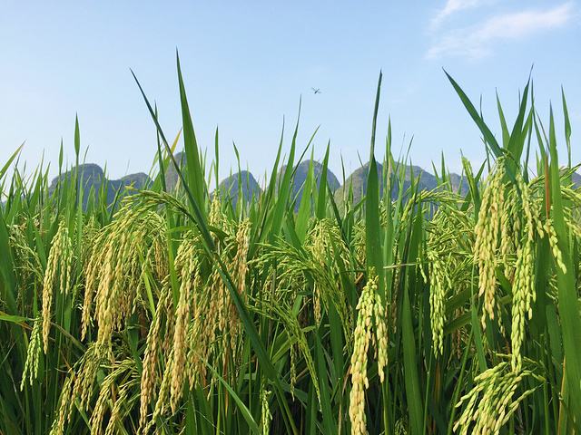 五常大米稻花香2号粥米，宝宝粥米，老少皆宜，健康美味！