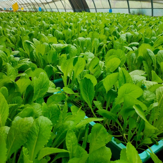 西安蔬菜大棚 活体盆栽无公害蔬菜
