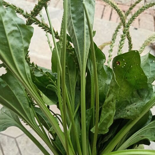 老河口市 湖北襄阳车前草叶片肥大含量高，不包邮