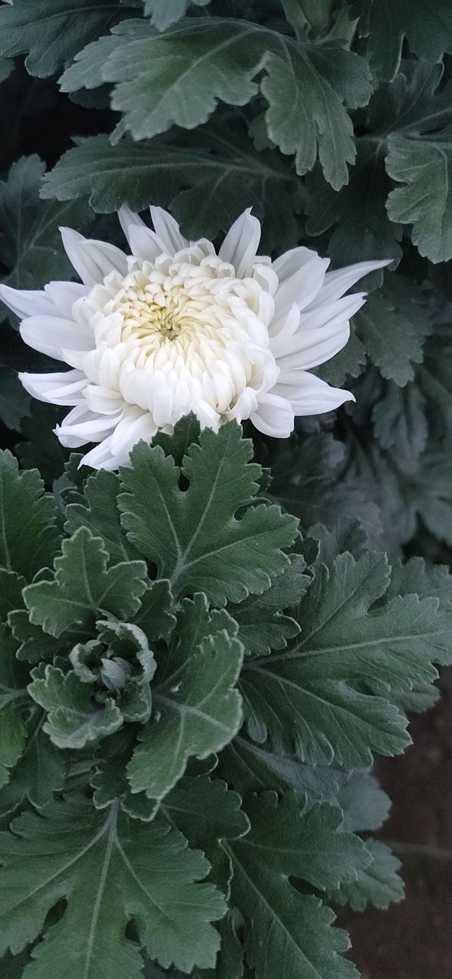 黄白菊  白菊，什么质量都有哦