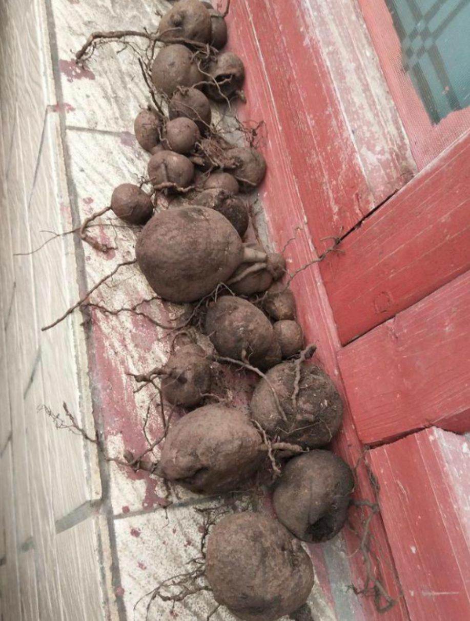 猪鬃草 双珠凤