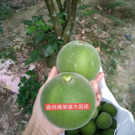 化州市正毛橘红化橘红生果产地直发品质保证