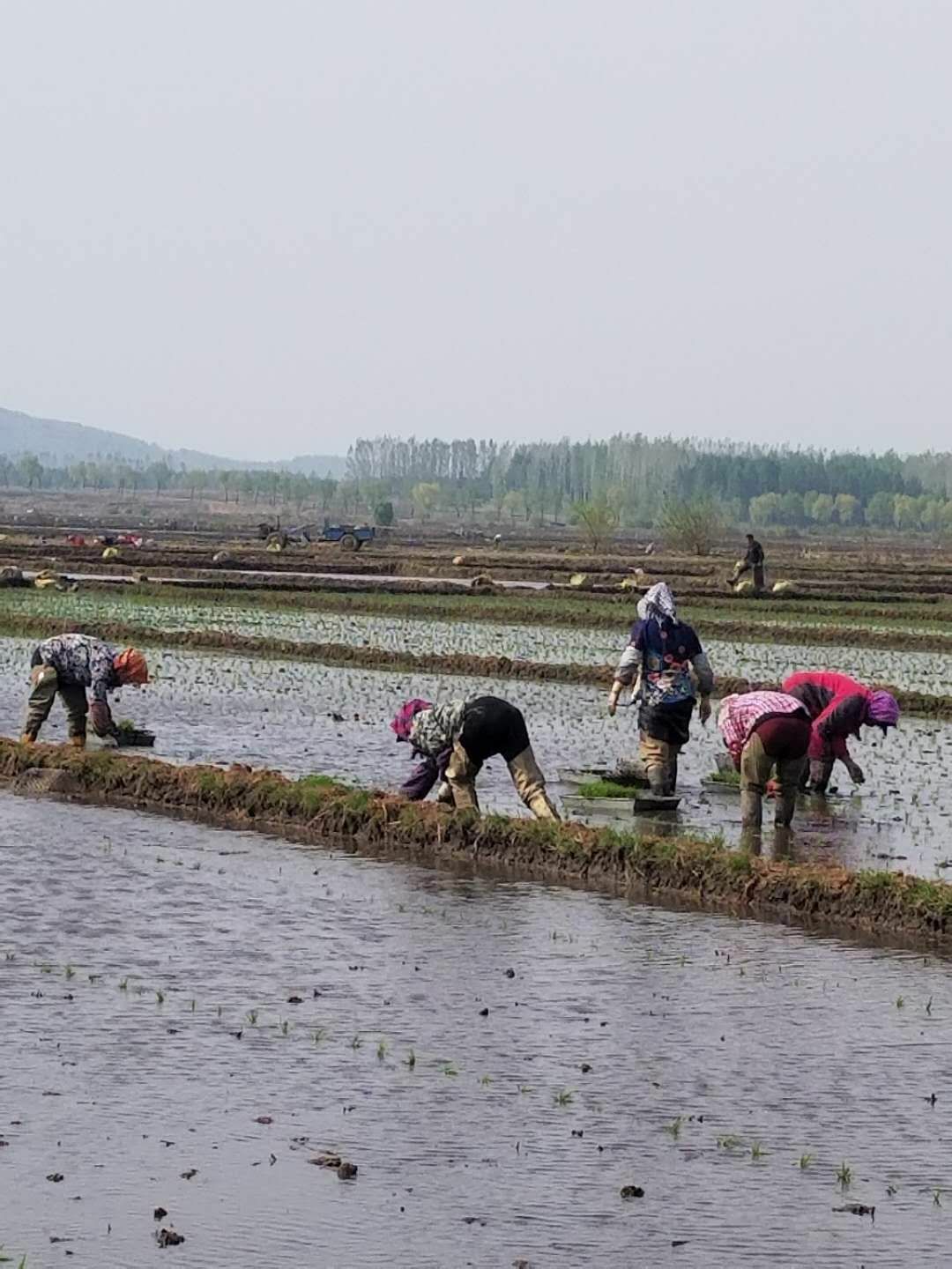 五常大米稻花香2号粥米，宝宝粥米，老少皆宜，健康美味！