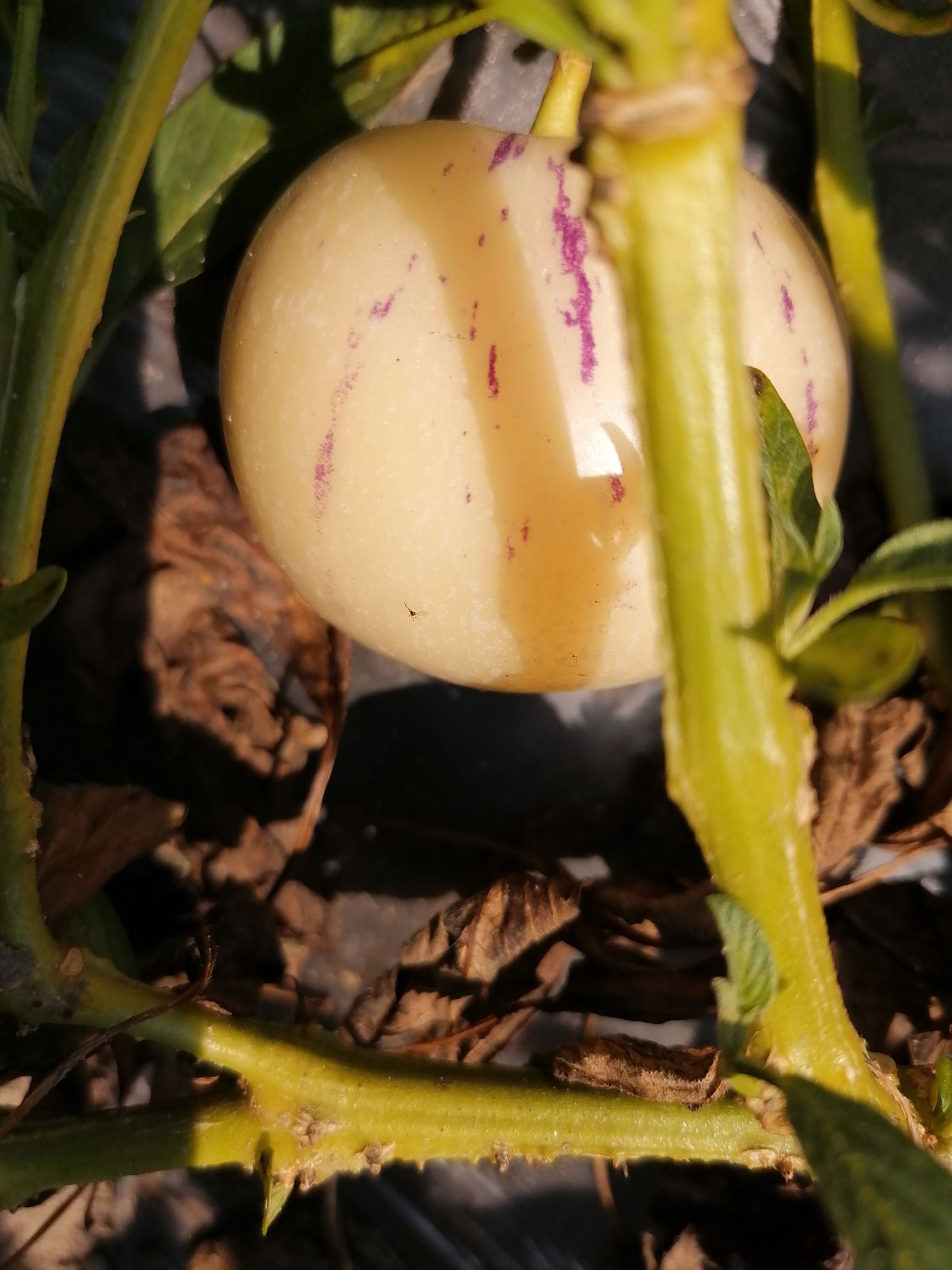 云南人参果 2 - 3两以上