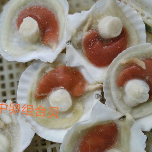 秦皇岛 各种半壳扇贝