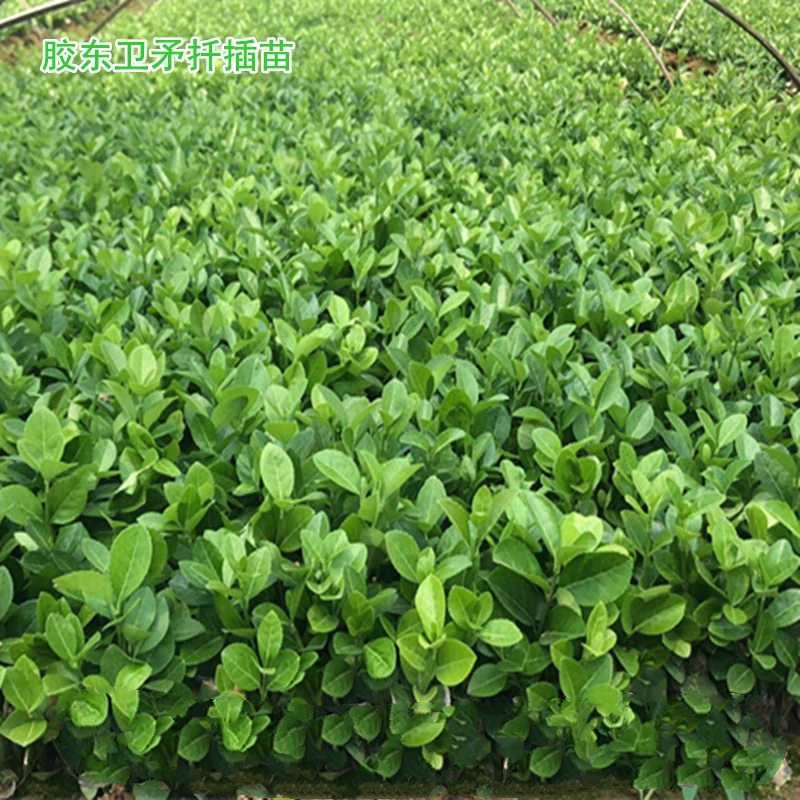 卫矛苗胶东卫矛床苗，卫矛分栽苗，卫矛球大小规格齐全，欢迎订