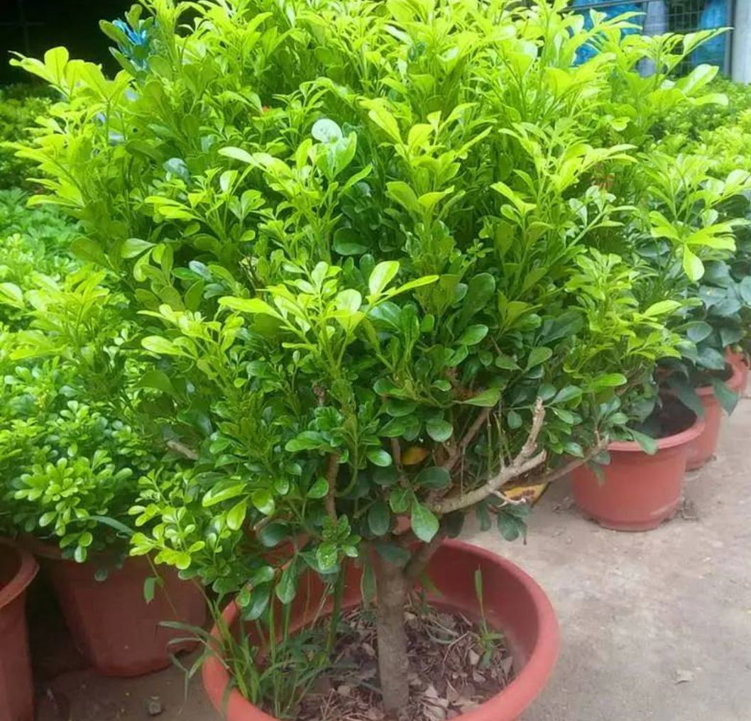 米兰花盆栽 绿植室内客厅芳香浓郁 米兰大苗花苗 吸甲醛净化空