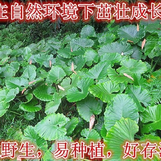 漳州滴水观音种芋 滴水观音可当药材纯自然生长货源充足可当盆栽绿化苗大叶子霸王芋