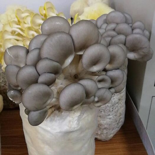 平邑县 灰平菇菌种